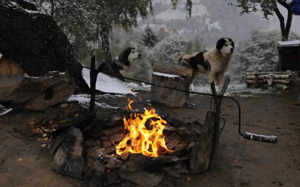 Dierenrijk Hond Honden Camp Fire HD Wallpaper | Achtergrond
