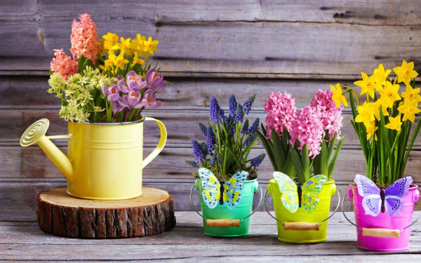 potted plant man made flower HD Desktop Wallpaper | Background Image