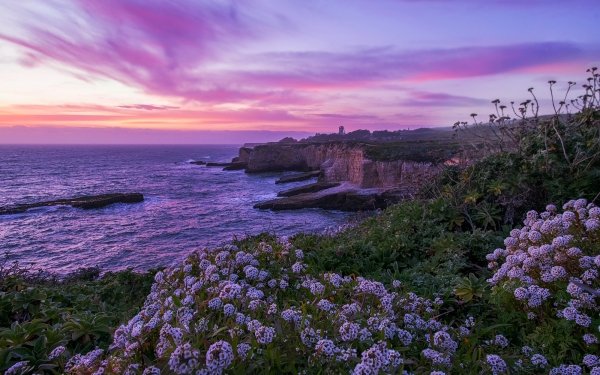 Nature Coastline Sunset Flower Ocean California HD Wallpaper | Background Image