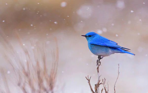 A vibrant mountain bluebird perched on a bare twig, captured in stunning 4K Ultra HD detail against a softly blurred natural background.