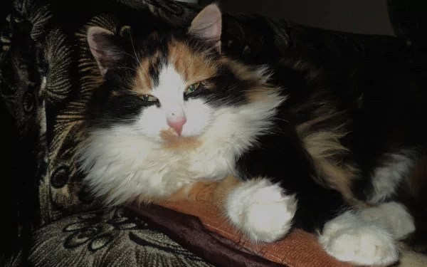 HD desktop wallpaper featuring a calico cat with fluffy fur resting on a patterned fabric, showcasing the animal's distinctive tri-color coat and serene expression.