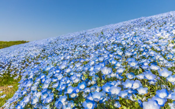 blue flower nature flower HD Desktop Wallpaper | Background Image