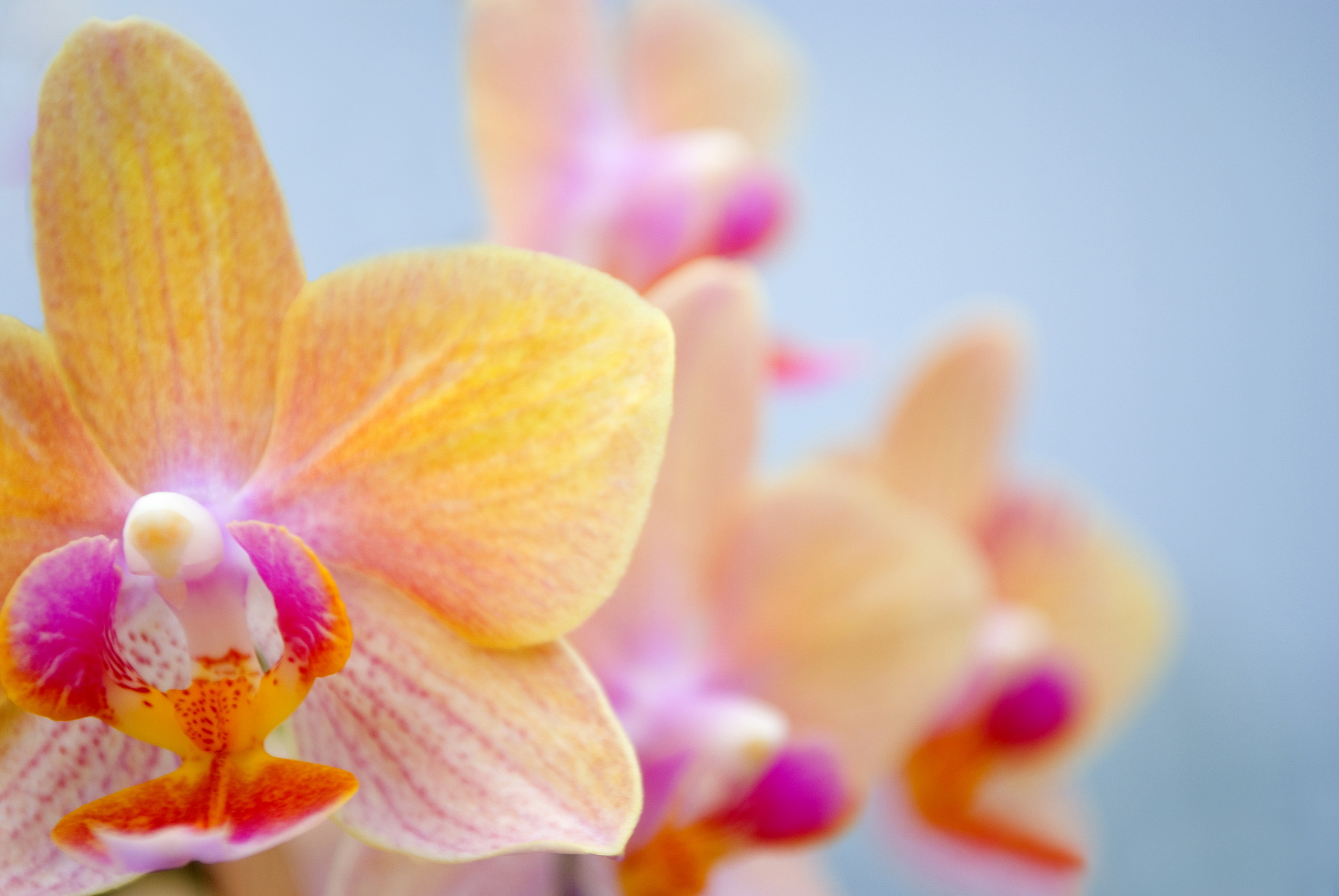 Orchid flower in natural setting