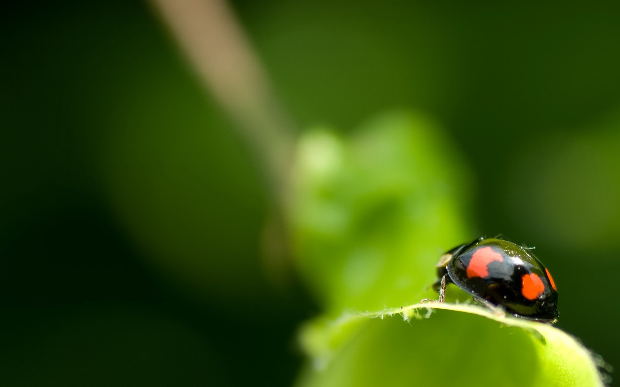 Ladybug crawling on a plant