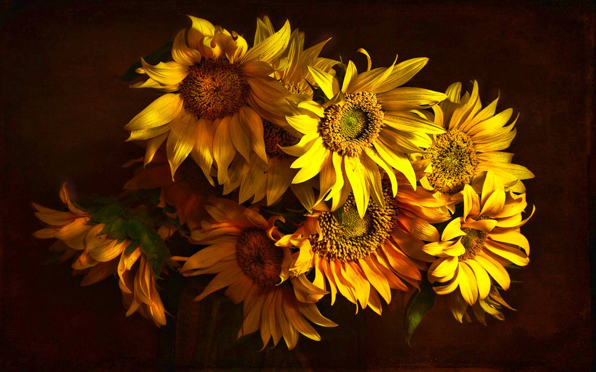 Sunflower HD Wallpaper | Background Image | 1920x1200 | ID ...
