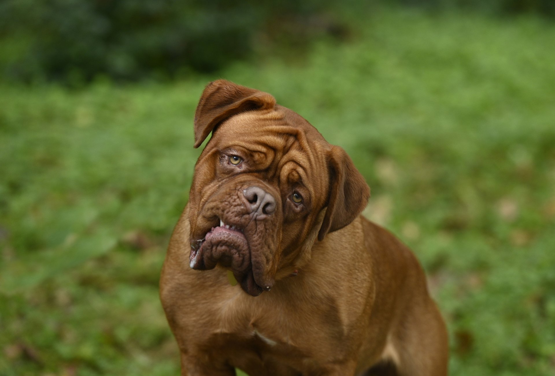 Download Dogue De Bordeaux Dog TV Show Turner & Hooch HD Wallpaper