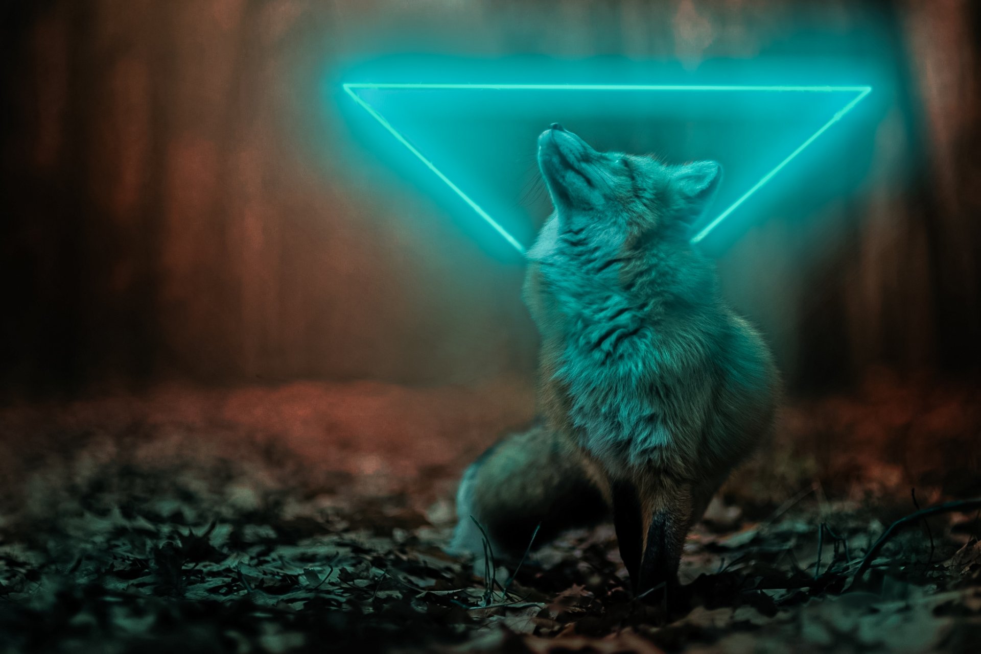 Download Animal Fox HD Wallpaper by CSFOX10