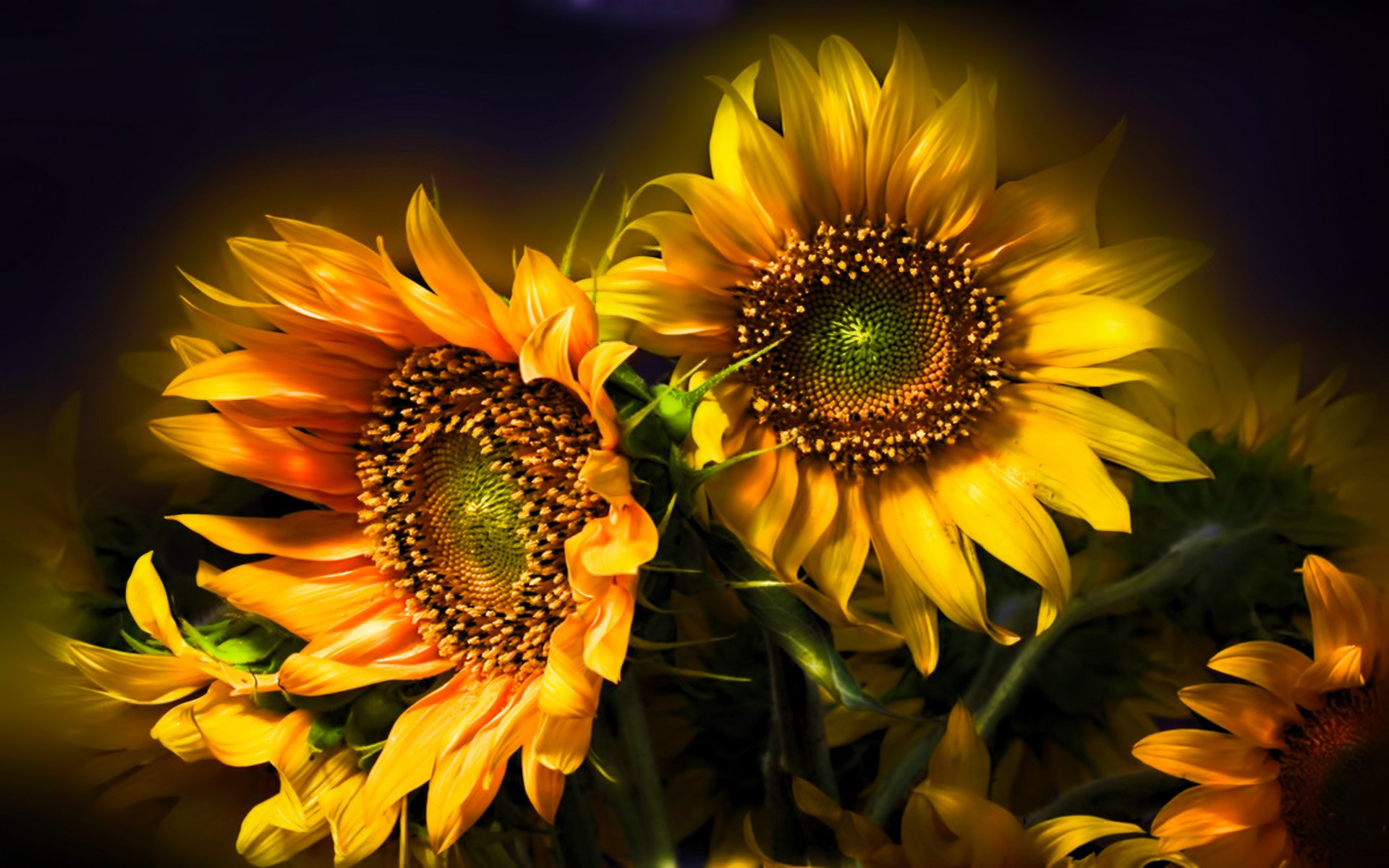 464 Sunflower Hd Wallpapers Background Images Wallpaper Abyss