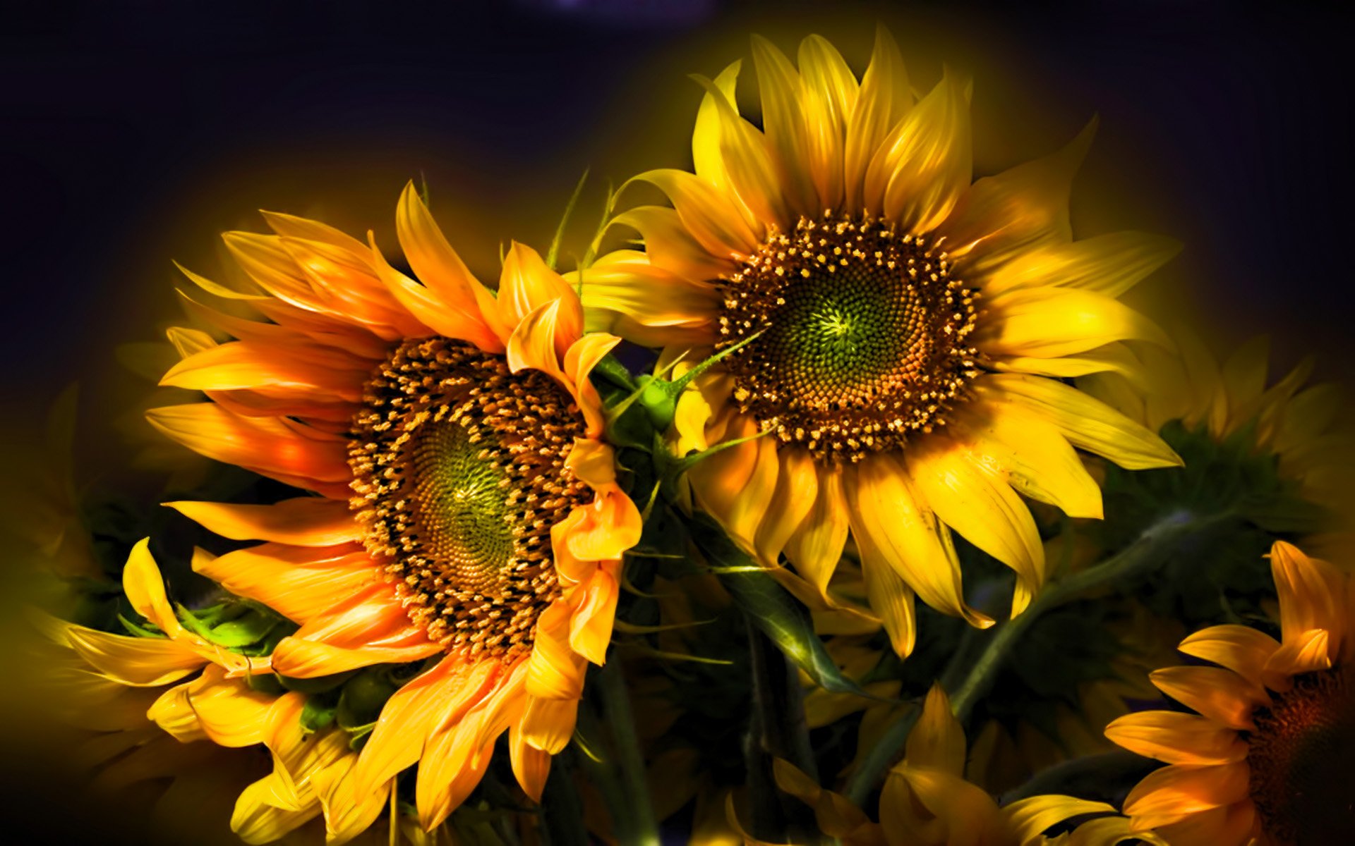 Sunflower Full HD Wallpaper and Background Image | 1920x1200 | ID:115755