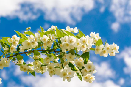 nature Jasmine HD Desktop Wallpaper | Background Image