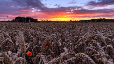 sunset summer field nature wheat summer sunset HD Desktop Wallpaper | Background Image