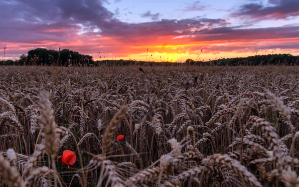 sunset summer field nature wheat summer sunset HD Desktop Wallpaper | Background Image