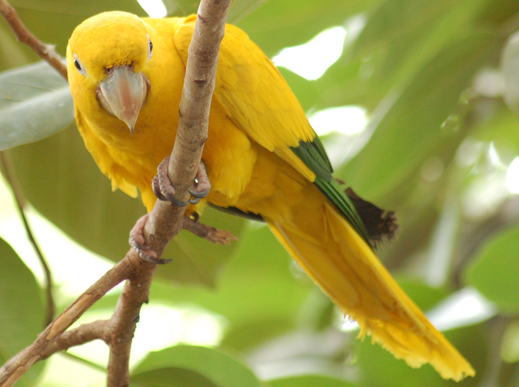 Golden Conure perched on a branch with vibrant feathers, captivating the viewers.