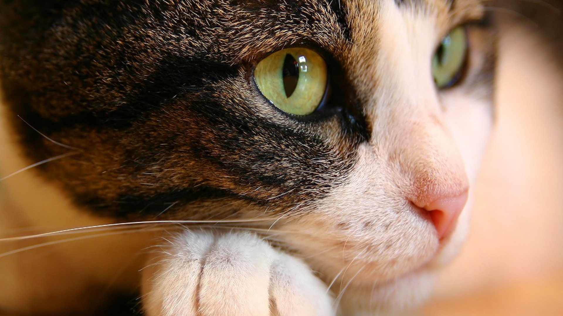 Cat HD Wallpaper | Background Image | 1920x1080 | ID ...