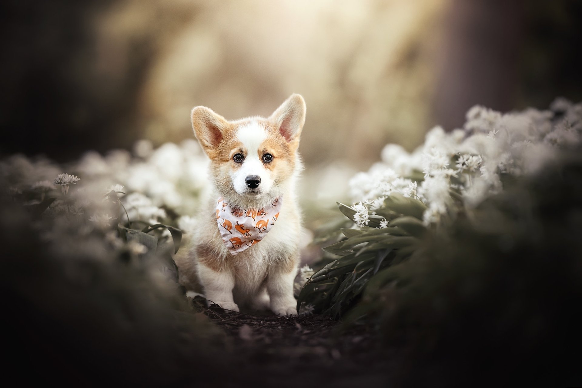 Download Baby Animal Puppy Dog Animal Corgi HD Wallpaper