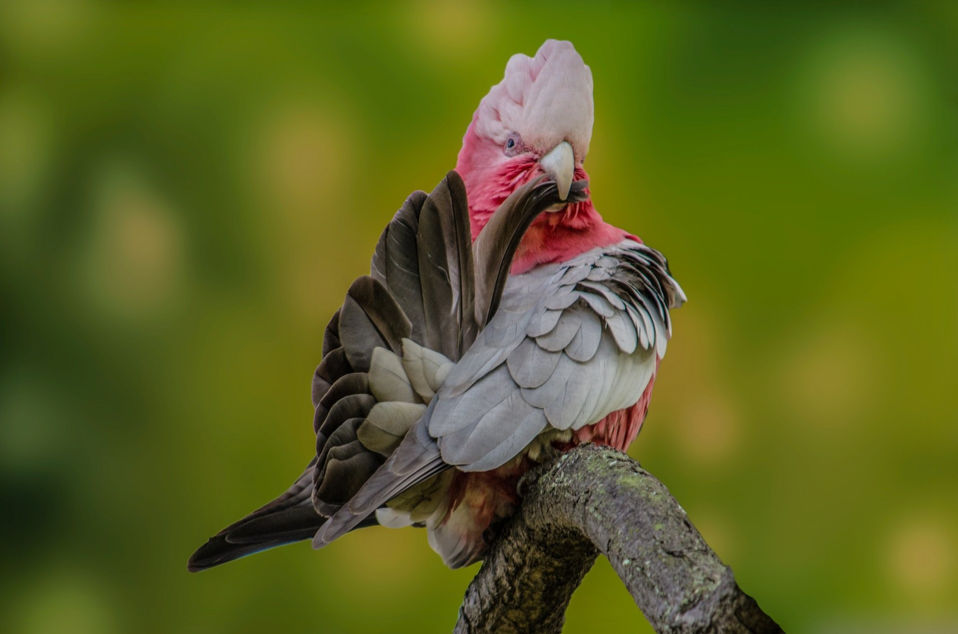 Download Bird Animal Galah 4k Ultra HD Wallpaper by Saeed Lajami