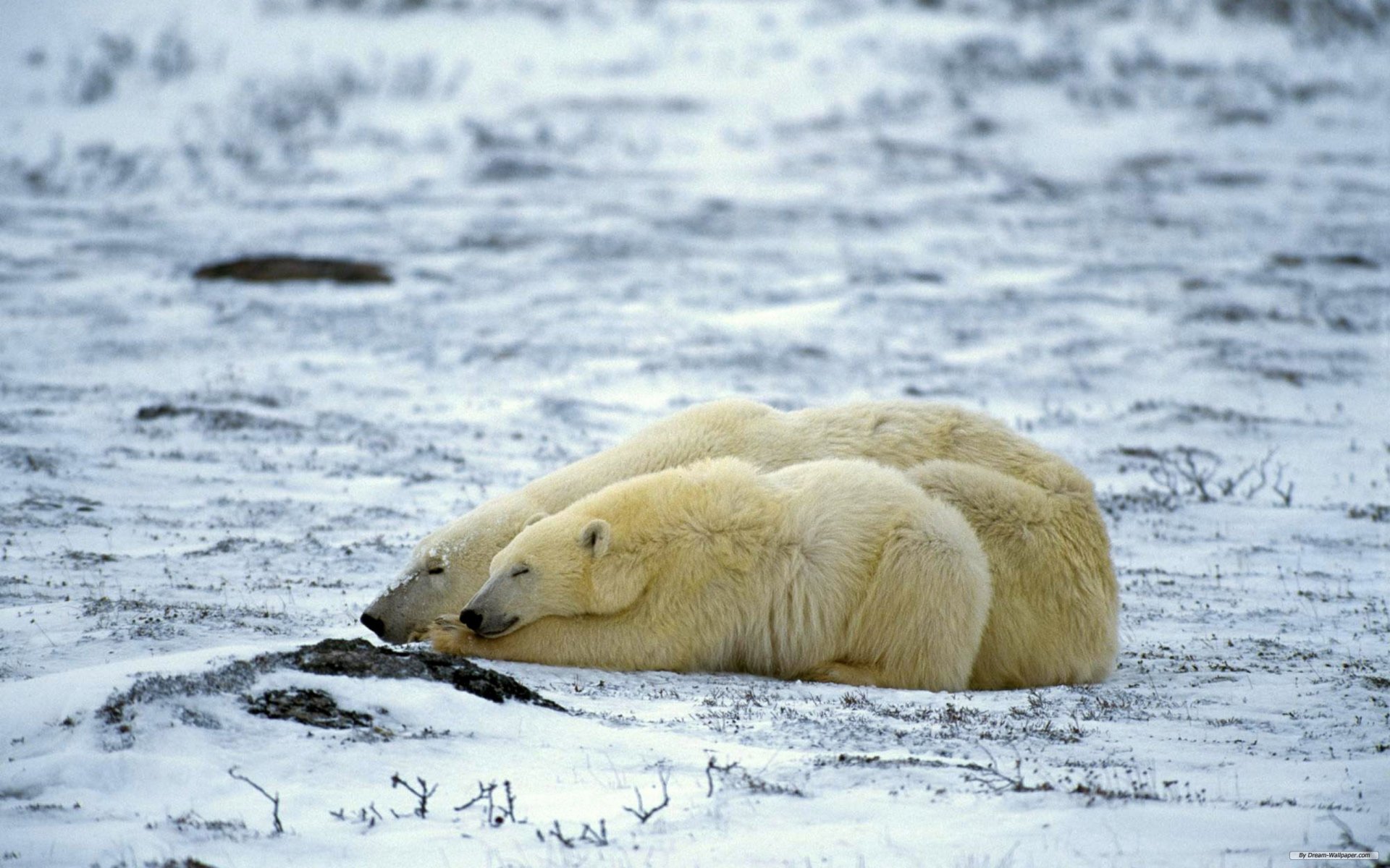 Download Animal Polar Bear HD Wallpaper