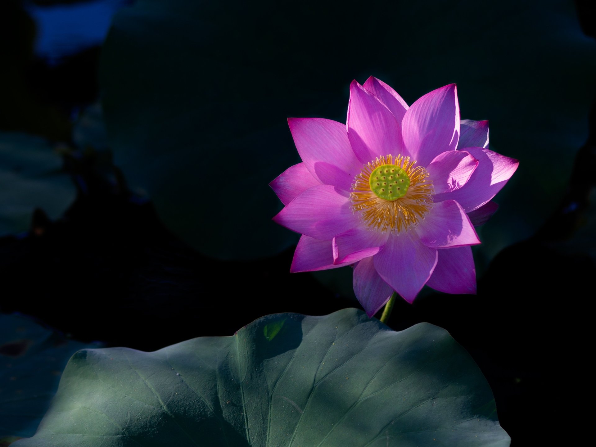 Vibrant pink lotus blossom over dark pond leaves, high-resolution 4K Ultra HD PC desktop wallpaper background showcasing nature's delicate detail and contrast.