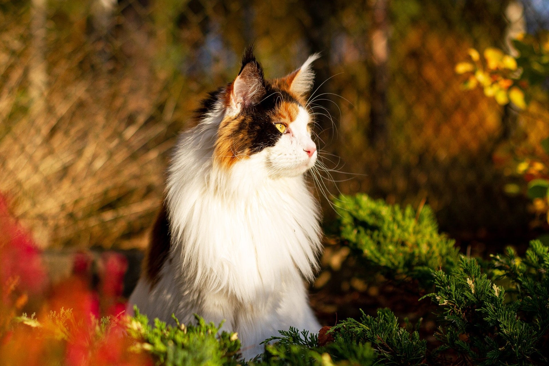 Download Animal Maine Coon HD Wallpaper