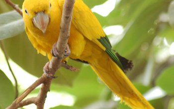 10 African Grey Parrot HD Wallpapers | Backgrounds - Wallpaper Abyss