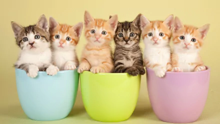 Animal cat HD Desktop Wallpaper | Background Image