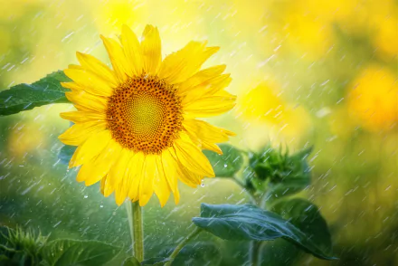 Yellow sunflower with raindrops and green leaves, soft bokeh background — nature 5K Ultra HD PC desktop wallpaper/background.