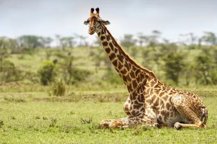  Giraffe - Maasai Mara, Kenya