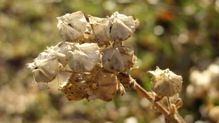 nature flower HD Desktop Wallpaper | Background Image