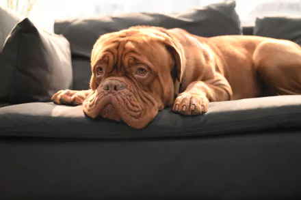 TV Show Turner & Hooch HD Desktop Wallpaper | Background Image