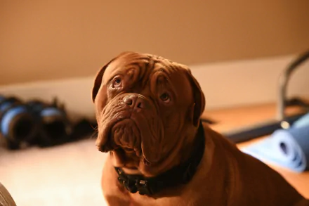 TV Show Turner & Hooch HD Desktop Wallpaper | Background Image