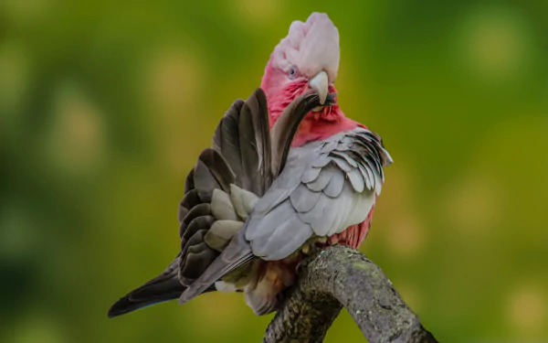  Galah (eolophus roseicapilla) by Saeed Lajami