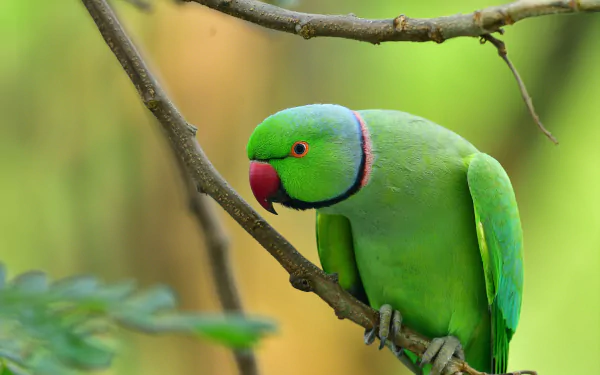 Rose-ringed parakeet (bird, animal) perched on a branch, vivid green plumage, red beak and black neck ring, 5K Ultra HD PC desktop wallpaper background.