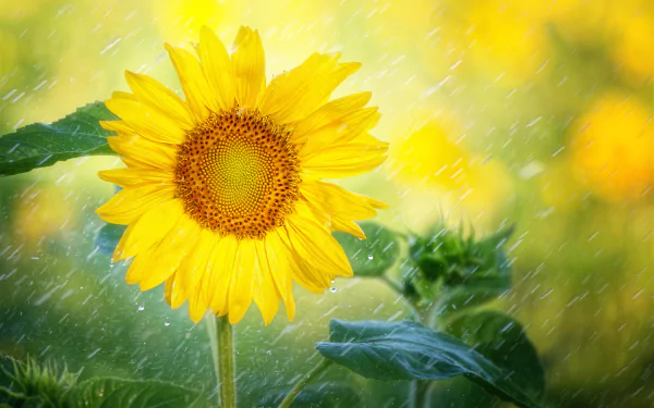 Yellow sunflower with raindrops and green leaves, soft bokeh background — nature 5K Ultra HD PC desktop wallpaper/background.