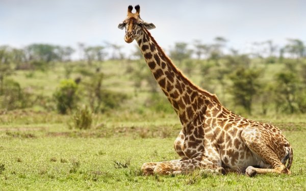 Africa Maasai Mara National Reserve Animal giraffe HD Desktop Wallpaper | Background Image