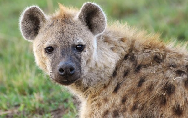 Maasai Mara National Reserve Kenya Africa Animal Spotted Hyena HD Desktop Wallpaper | Background Image