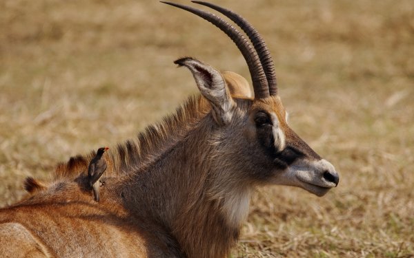 yellow-billed oxpecker horns bird Africa Zambia Kafue National Park Animal antelope HD Desktop Wallpaper | Background Image