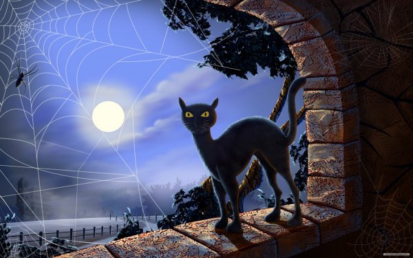 Holiday Halloween Cat Full Moon Spider Spider Web HD Wallpaper | Background Image