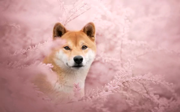Animal shiba inu HD Desktop Wallpaper | Background Image