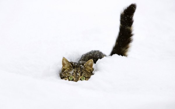 Tiere Katze Katzen Tabby Cat Hiding Snow Winter HD Wallpaper | Hintergrund