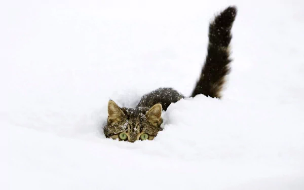 A tabby cat hides in the deep snow, with its head and tail visible. The image is an HD desktop wallpaper and background, encapsulating a winter scene.