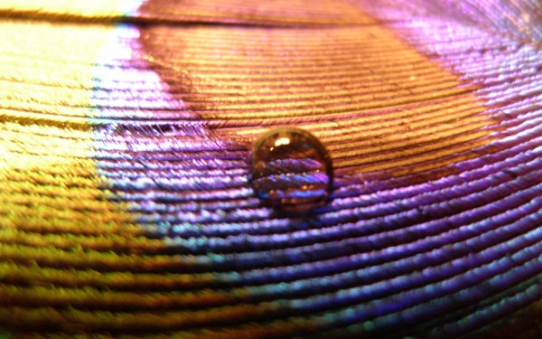Earth Water Drop Love Feather Violet Blue Brown HD Wallpaper | Background Image