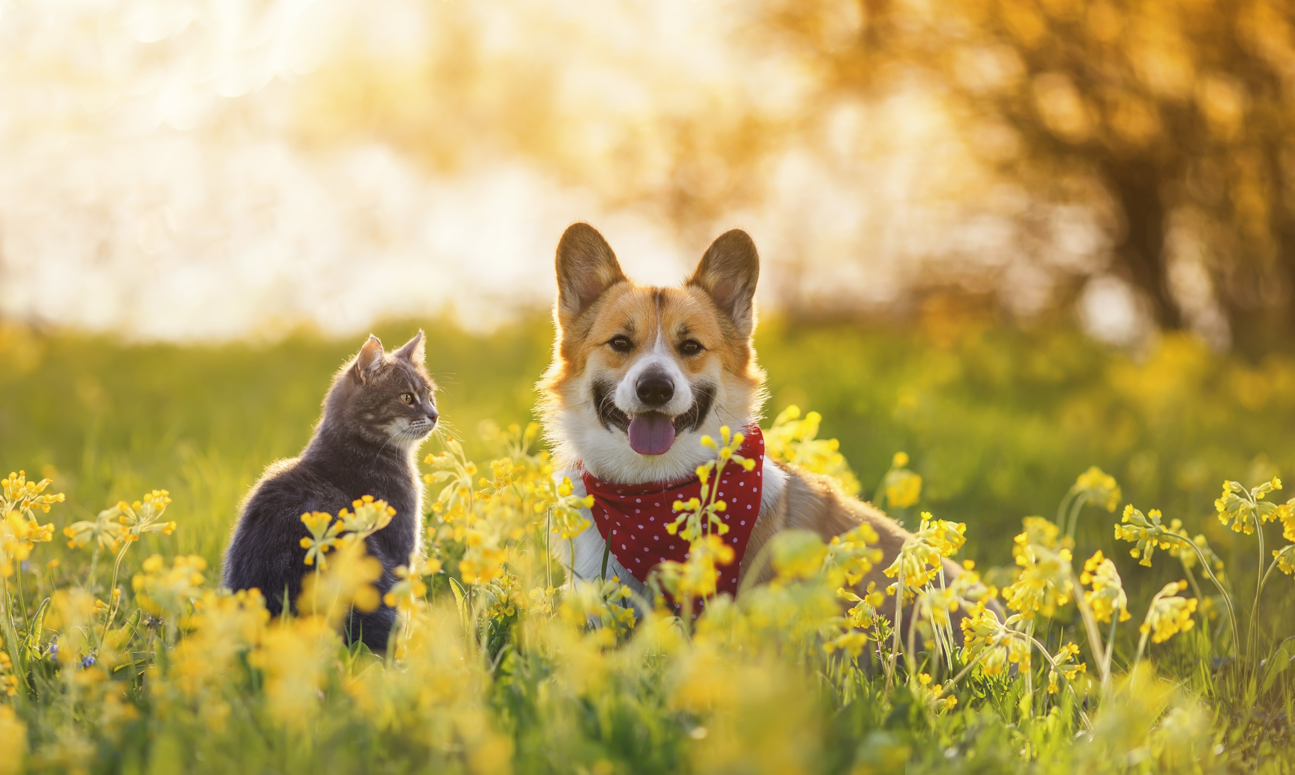Animal Cat & Dog HD Wallpaper | Background Image