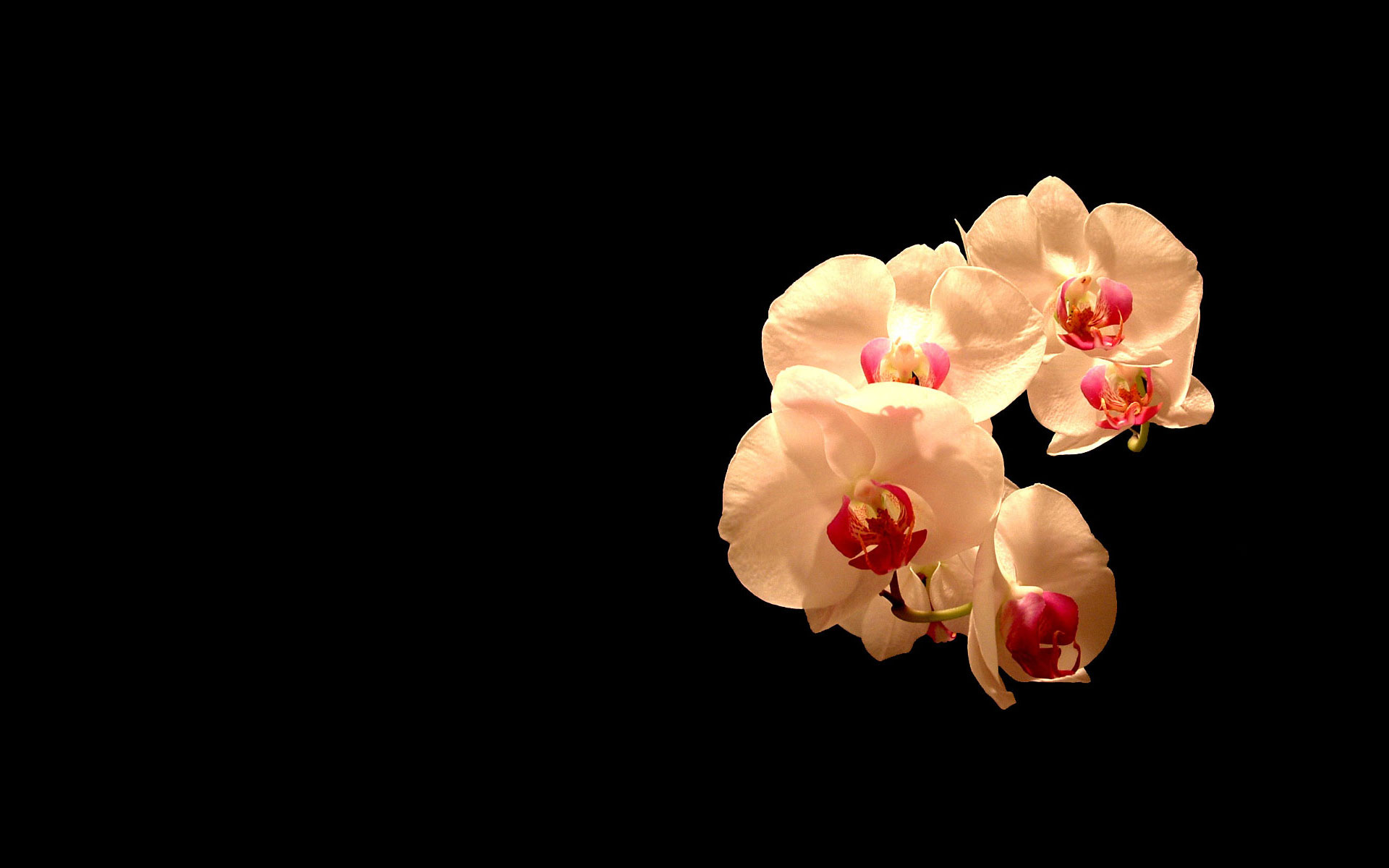 Nature desktop wallpaper featuring a vibrant orchid flower.