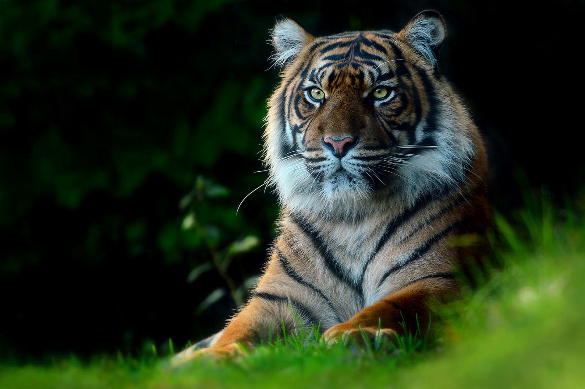 The Images Of Tiger Hd Is In Black And White Format Background, Black And  White Tiger Picture Background Image And Wallpaper for Free Download