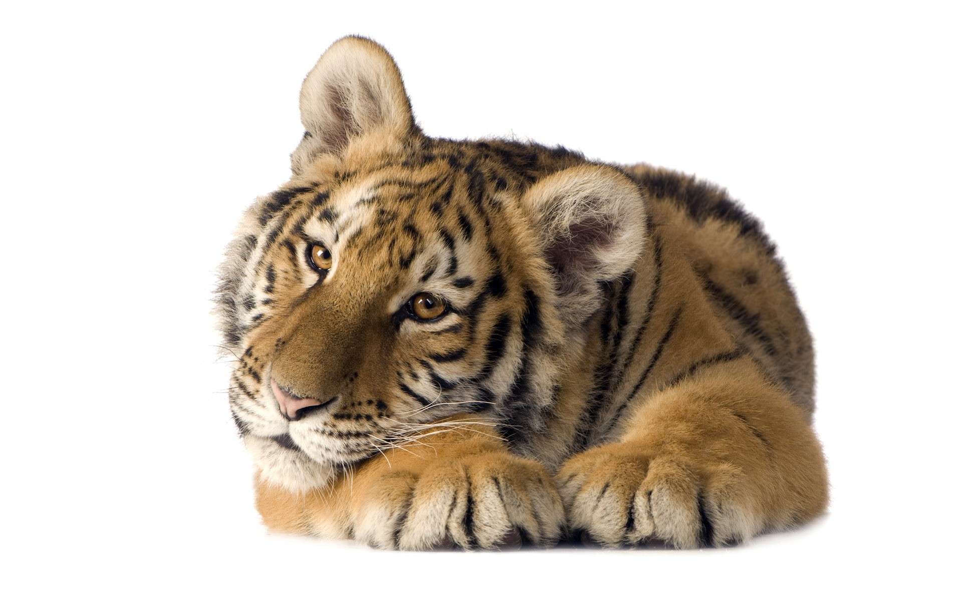 Tiger Full HD Wallpaper And Background 1920x1200 ID117679