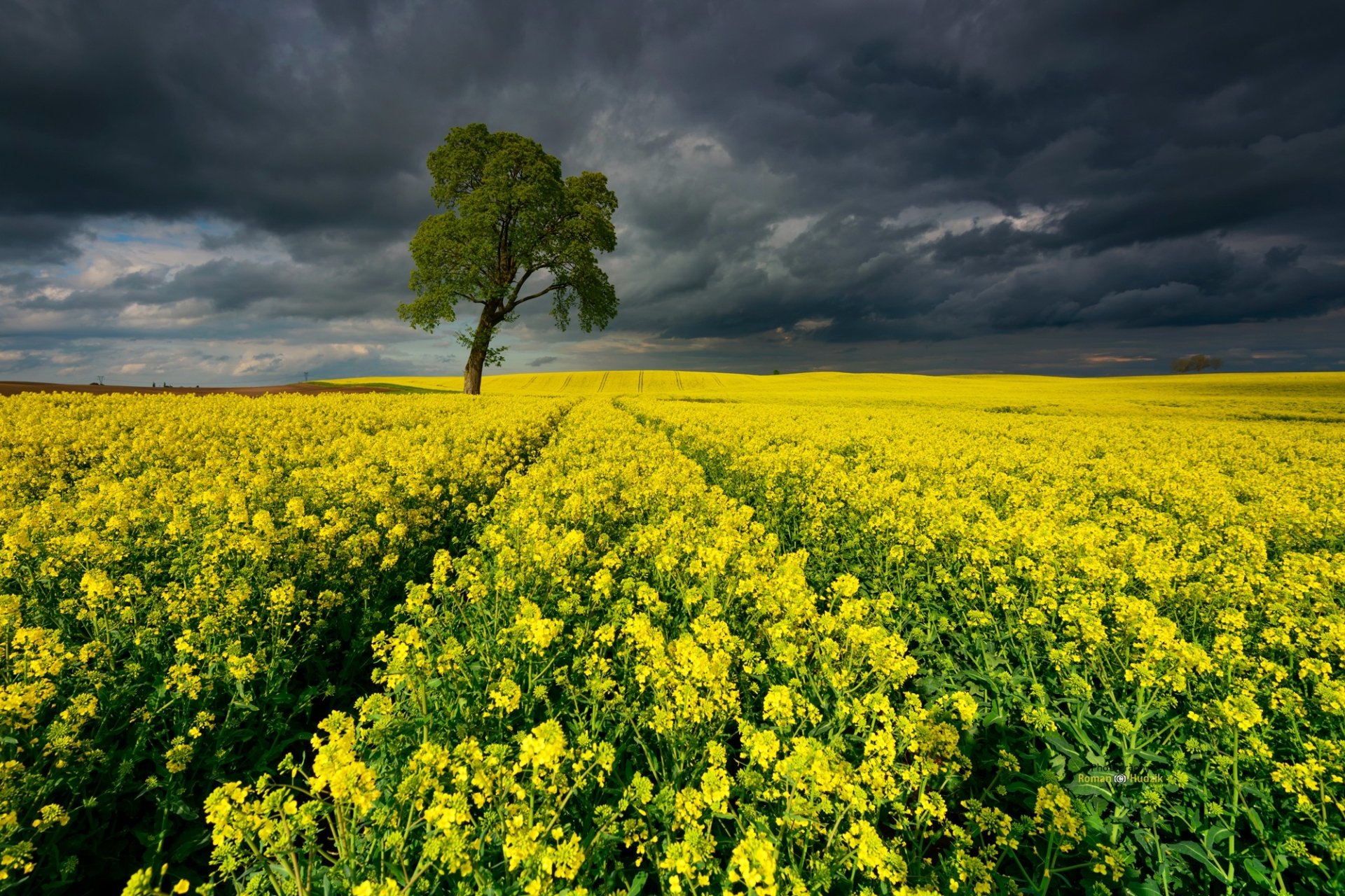 A vast rapeseed field under a dramatic cloudy sky with a single green tree, captured in HD for a striking desktop wallpaper background.