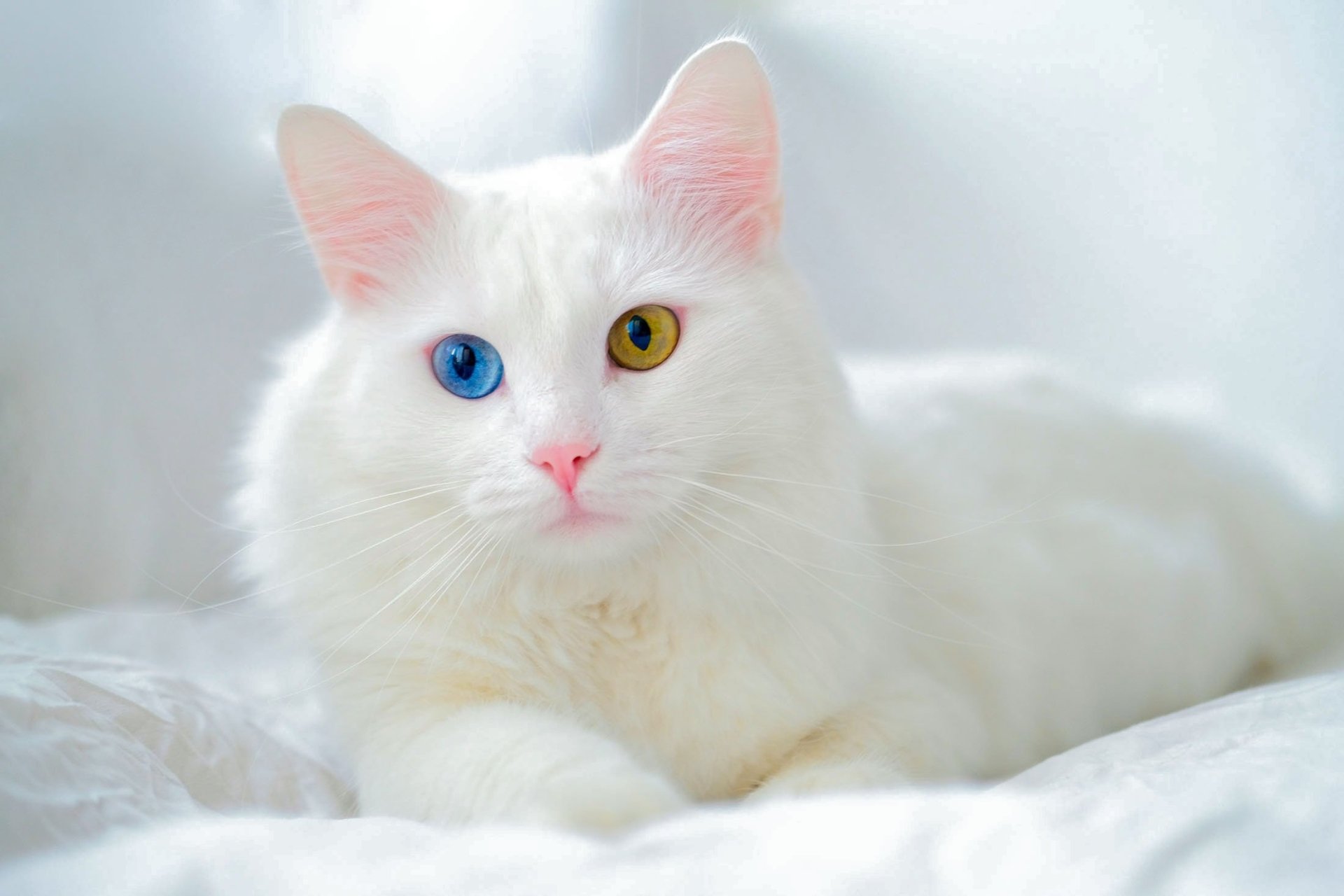 Download Heterochromia Animal Cat HD Wallpaper
