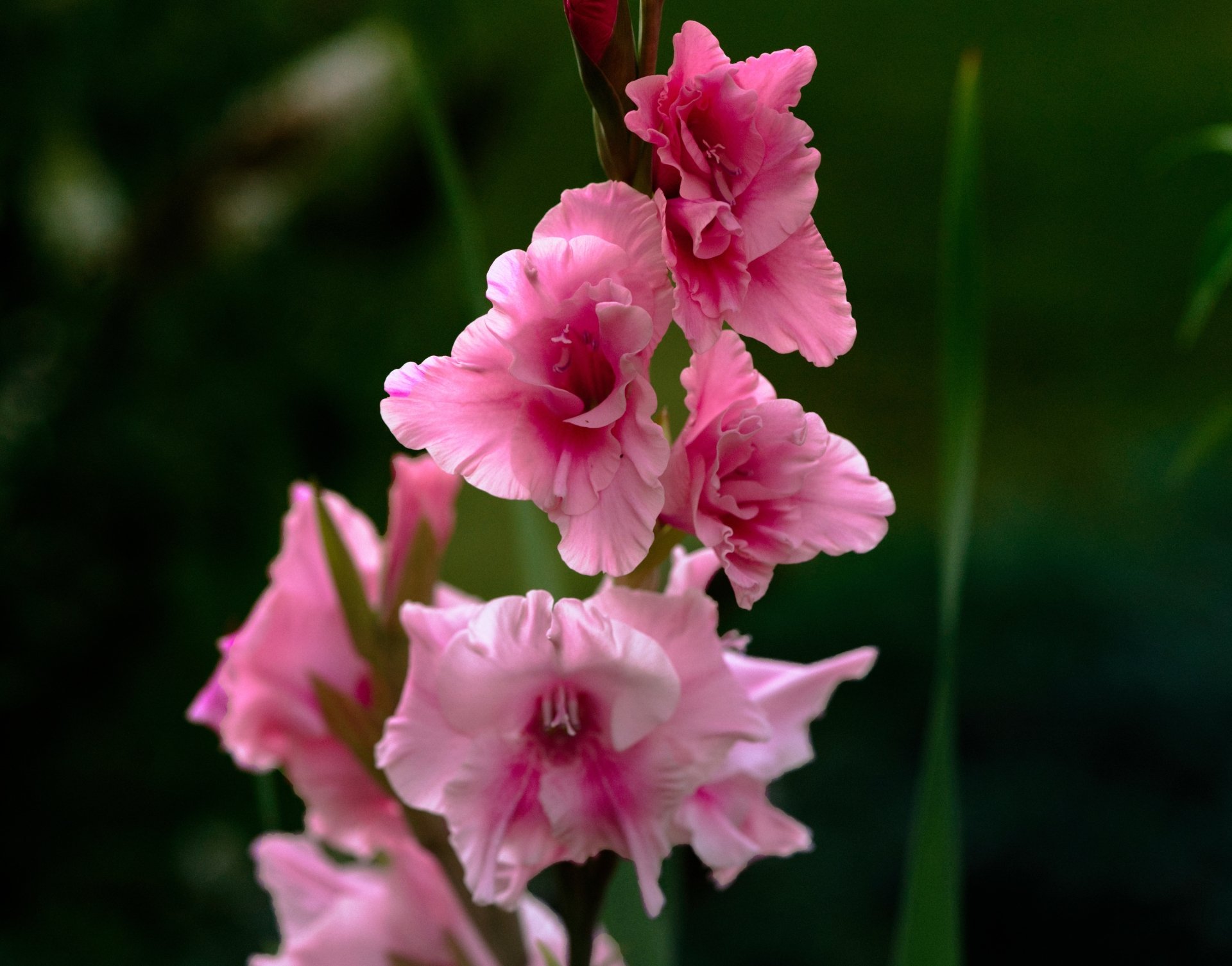 Download Pink Flower Nature Gladiolus 4k Ultra HD Wallpaper