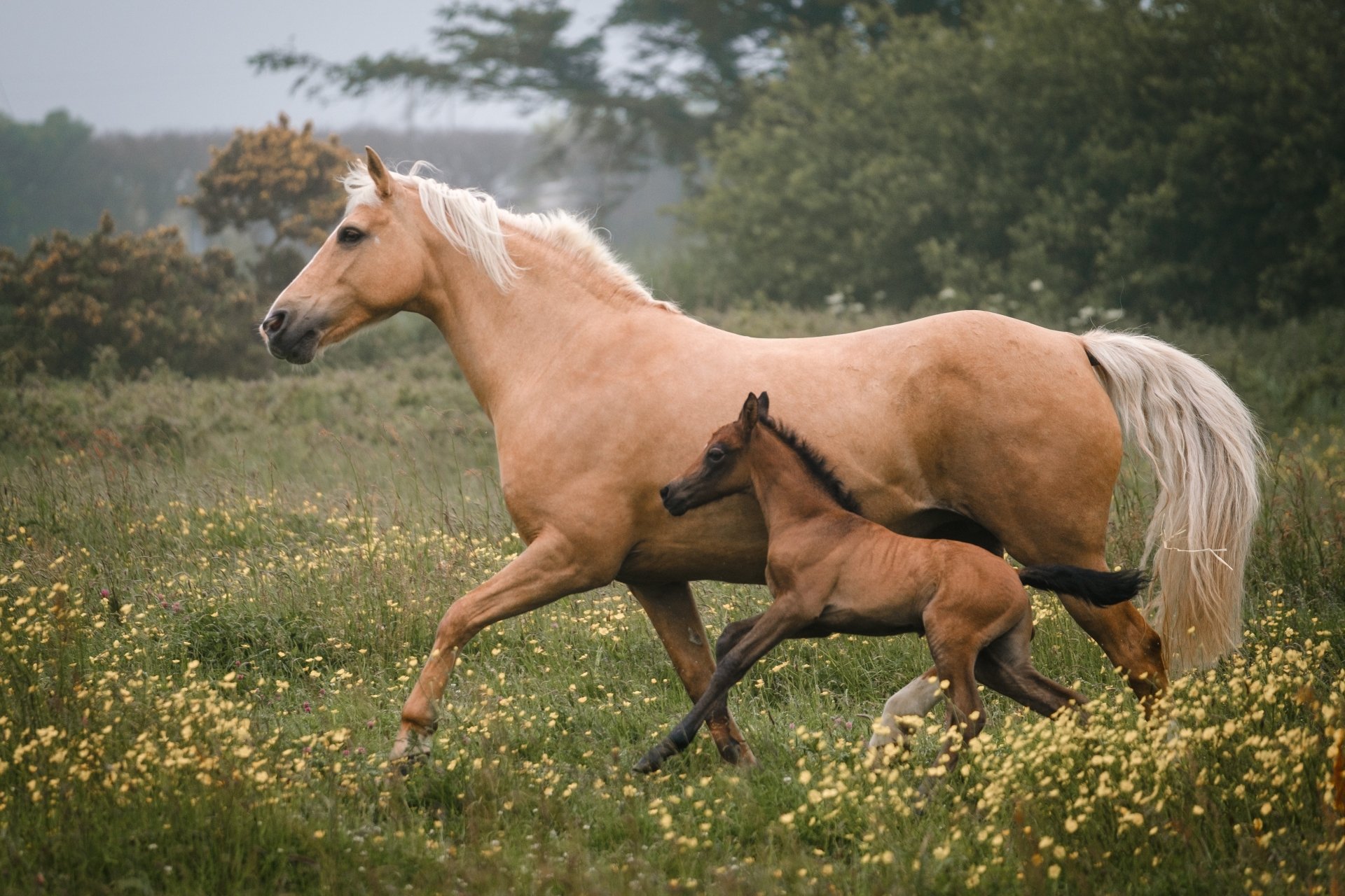 A baby foal and adult horse running together through a grassy meadow filled with yellow flowers, captured in a 4K Ultra HD PC desktop wallpaper.