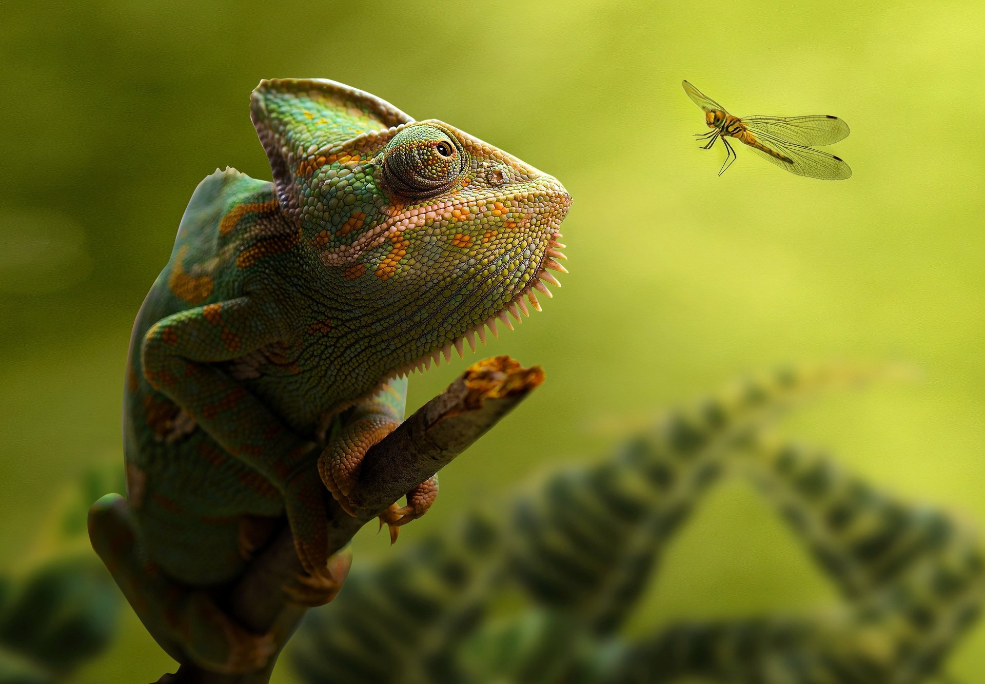 Download Reptile Lizard Animal Chameleon 4k Ultra HD Wallpaper